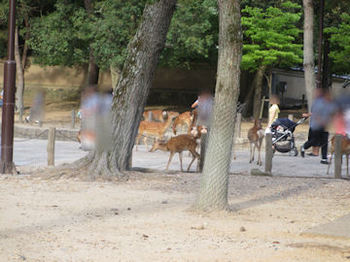 奈良公園　鹿　.jpg